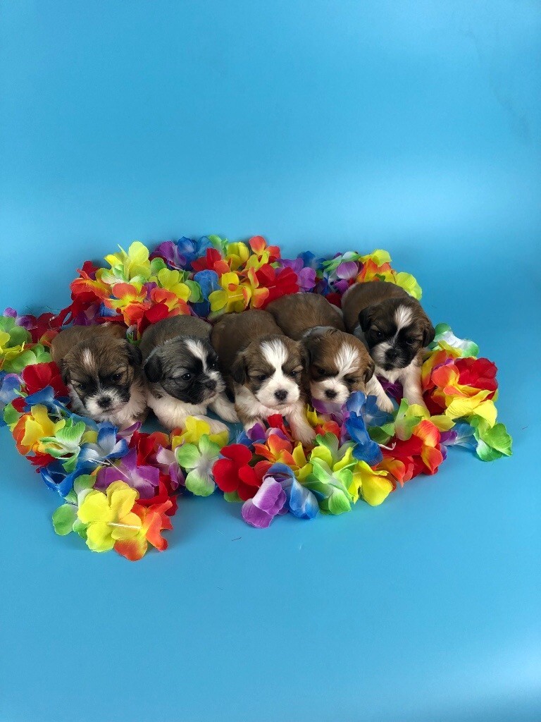gumtree teddy bear puppies
